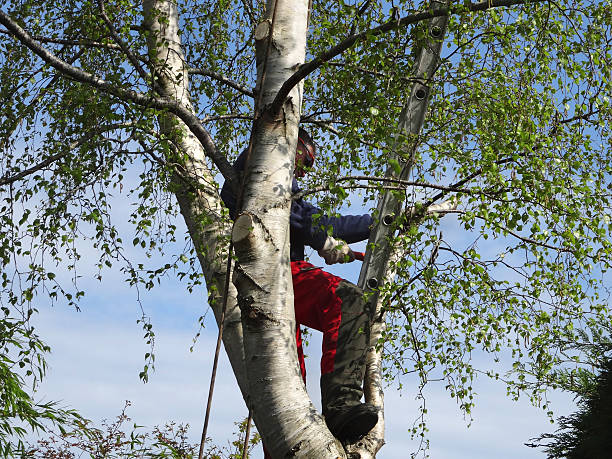 Best Tree Mulching  in Spencerport, NY