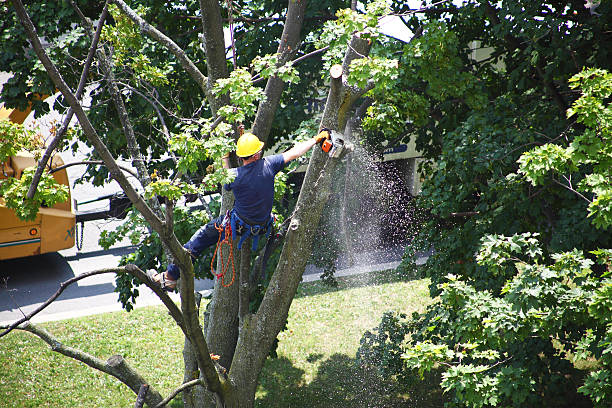 Best Weed Control  in Spencerport, NY